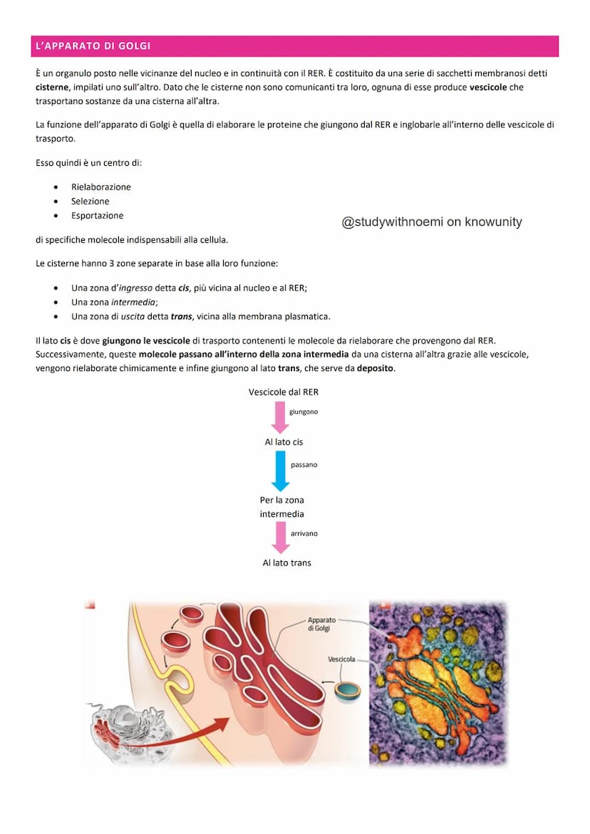 BIOLOGIA - LA CELLULA
@studywithnoemi on knowunity LA CELLULA EUCARIOTICA
Le cellule sono le unità di base degli organismi viventi.
LA MEMBR
