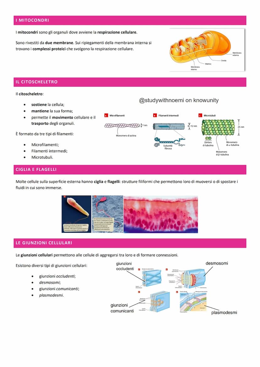 BIOLOGIA - LA CELLULA
@studywithnoemi on knowunity LA CELLULA EUCARIOTICA
Le cellule sono le unità di base degli organismi viventi.
LA MEMBR