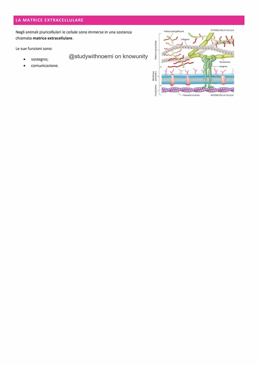 BIOLOGIA - LA CELLULA
@studywithnoemi on knowunity LA CELLULA EUCARIOTICA
Le cellule sono le unità di base degli organismi viventi.
LA MEMBR