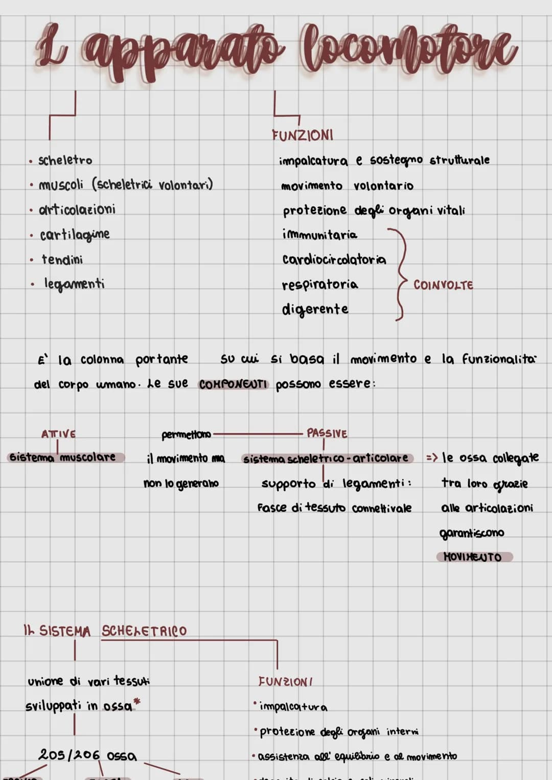 1 apparato locomotore
●
articolazioni
·cartilagine
tendini
legamenti
●
scheletro
muscoli (scheletrici volontari)
●
ATTIVE
Sistema muscolare
