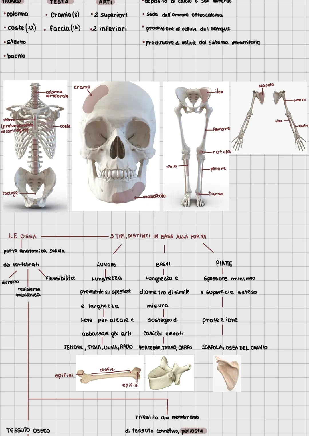1 apparato locomotore
●
articolazioni
·cartilagine
tendini
legamenti
●
scheletro
muscoli (scheletrici volontari)
●
ATTIVE
Sistema muscolare
