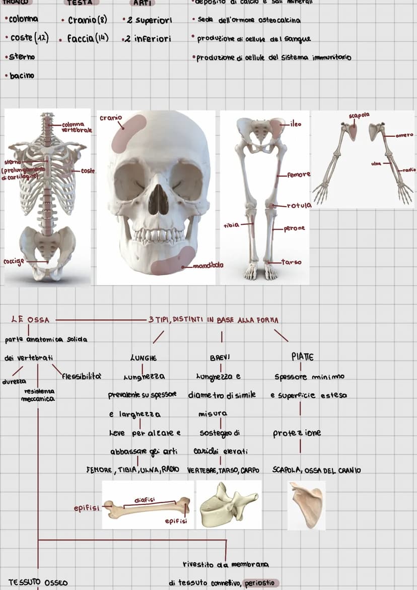 1 apparato locomotore
●
articolazioni
·cartilagine
tendini
legamenti
●
scheletro
muscoli (scheletrici volontari)
●
ATTIVE
Sistema muscolare
