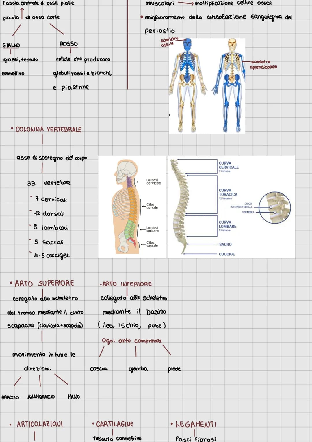 1 apparato locomotore
●
articolazioni
·cartilagine
tendini
legamenti
●
scheletro
muscoli (scheletrici volontari)
●
ATTIVE
Sistema muscolare
