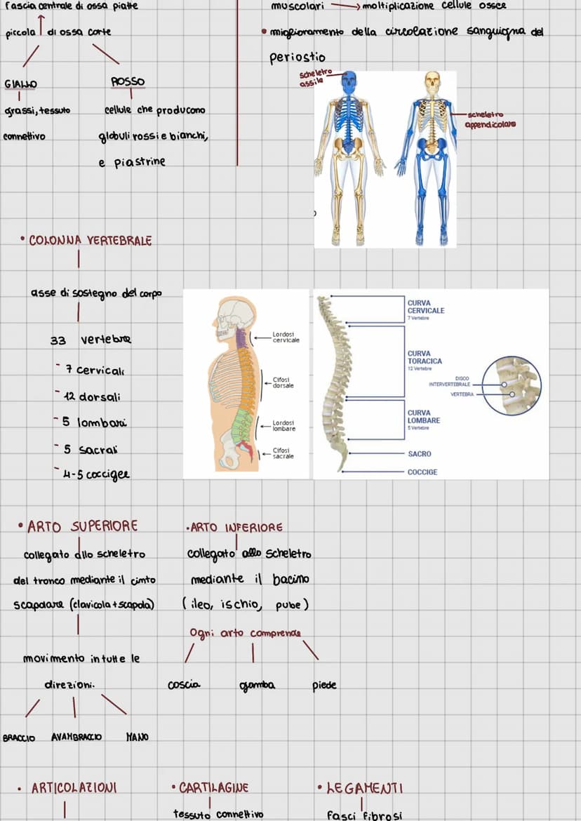 1 apparato locomotore
●
articolazioni
·cartilagine
tendini
legamenti
●
scheletro
muscoli (scheletrici volontari)
●
ATTIVE
Sistema muscolare
