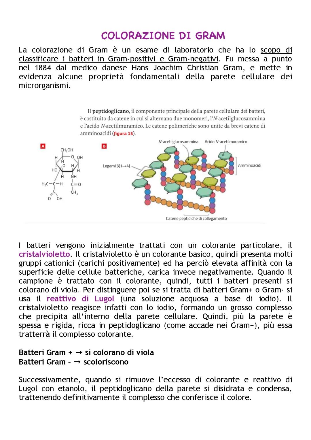 Batteri Gram-positivi e Gram-negativi