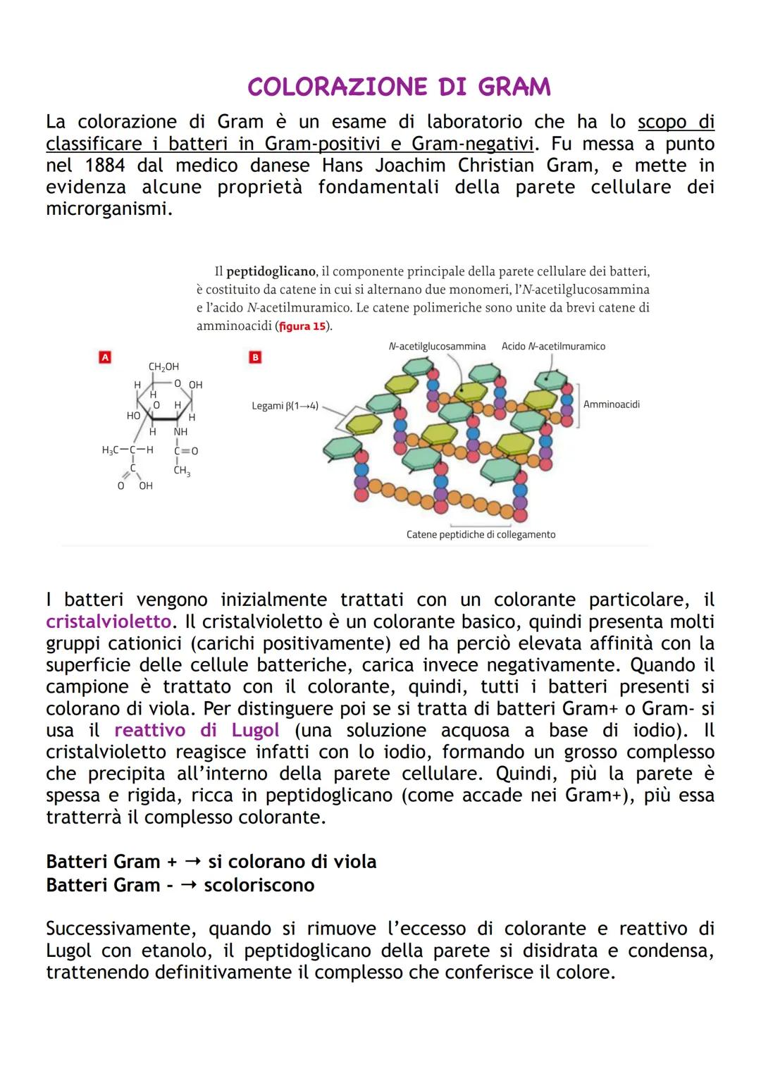 COLORAZIONE DI GRAM
La colorazione di Gram è un esame di laboratorio che ha lo scopo di
classificare i batteri in Gram-positivi e Gram-negat