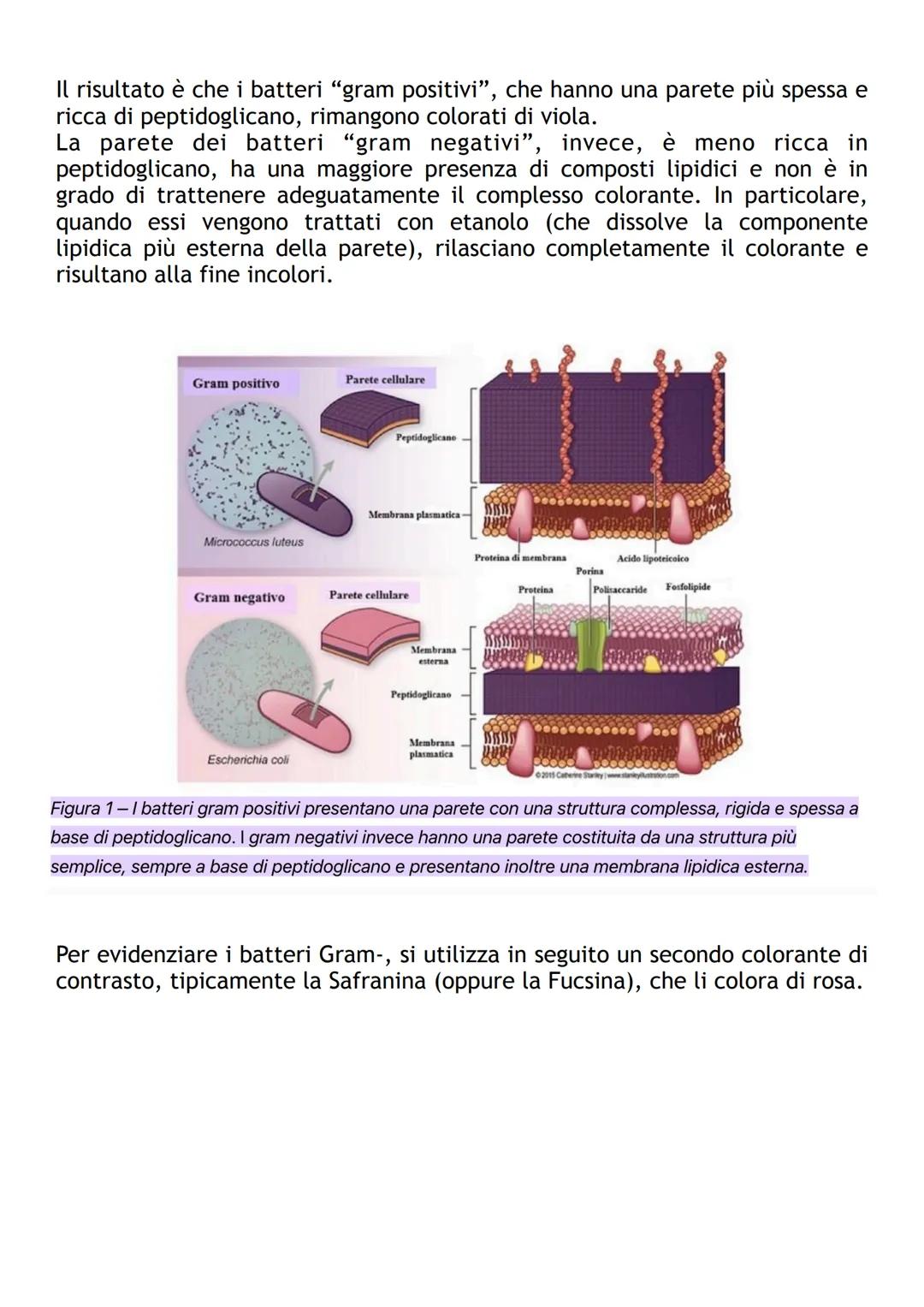 COLORAZIONE DI GRAM
La colorazione di Gram è un esame di laboratorio che ha lo scopo di
classificare i batteri in Gram-positivi e Gram-negat