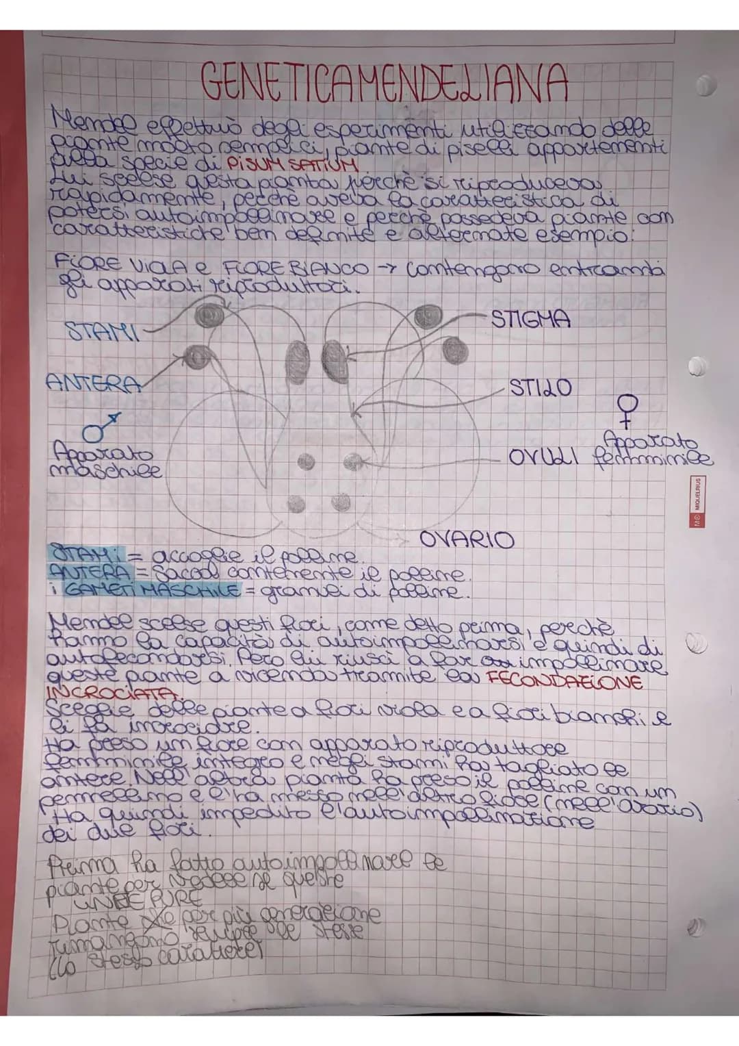 
<p>Mendel effettuò degli esperimenti utilizzando delle piante molto semplici, piante di piselli appartenenti alla specie di Pisum sativum. 