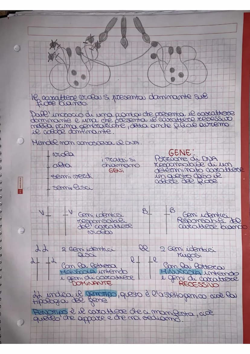 
<p>Mendel effettuò degli esperimenti utilizzando delle piante molto semplici, piante di piselli appartenenti alla specie di Pisum sativum. 