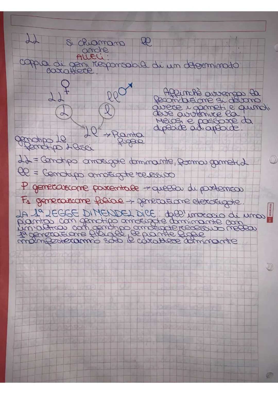 
<p>Mendel effettuò degli esperimenti utilizzando delle piante molto semplici, piante di piselli appartenenti alla specie di Pisum sativum. 