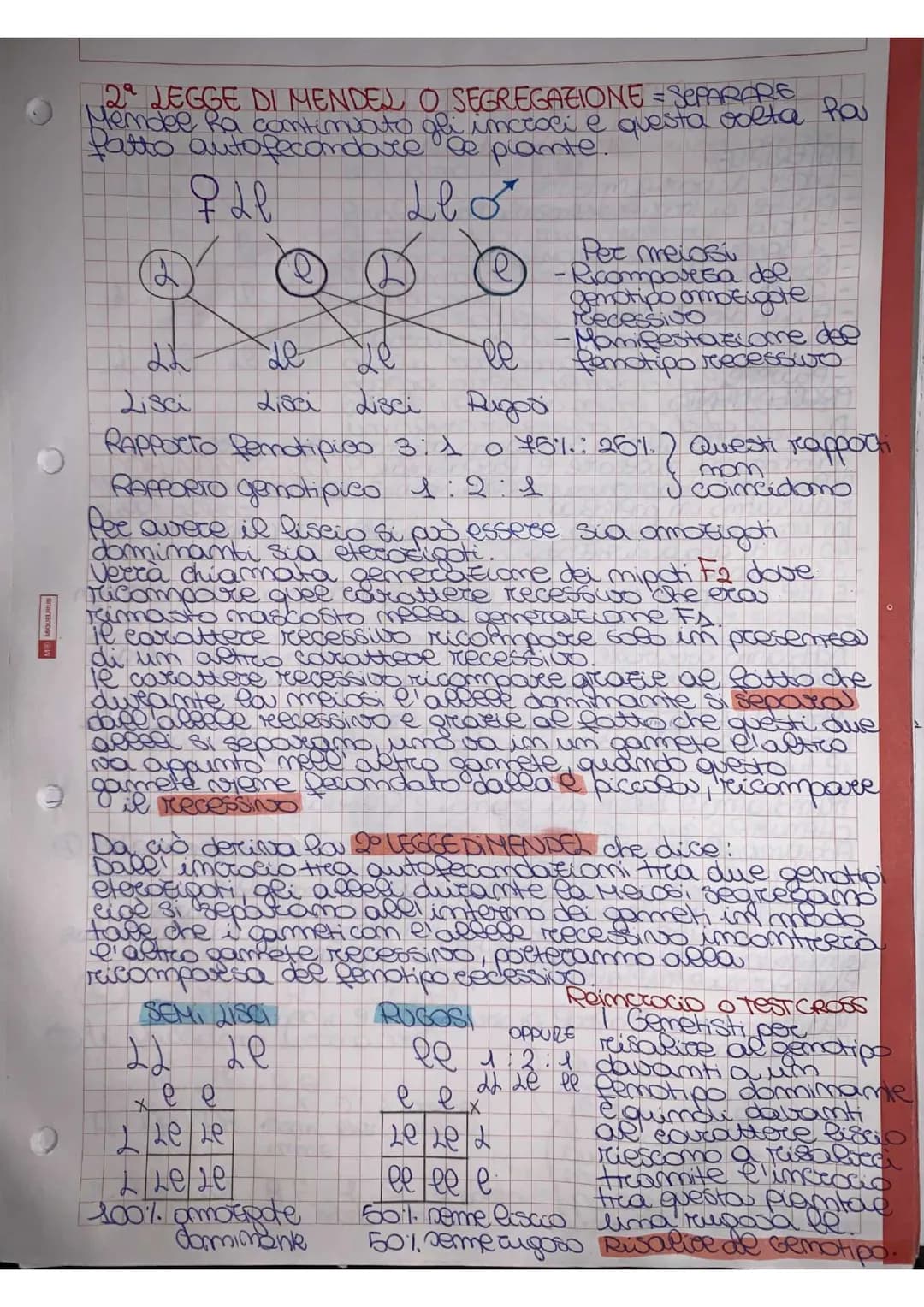 
<p>Mendel effettuò degli esperimenti utilizzando delle piante molto semplici, piante di piselli appartenenti alla specie di Pisum sativum. 