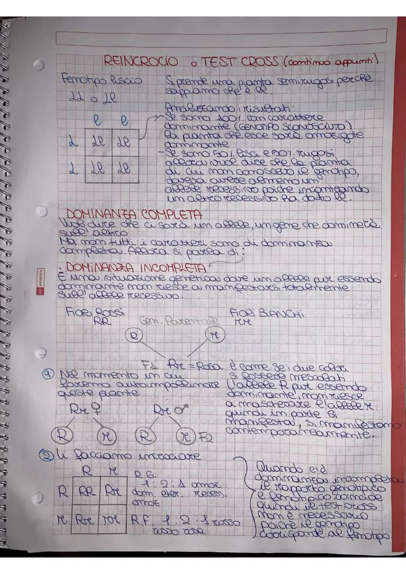 
<p>Mendel effettuò degli esperimenti utilizzando delle piante molto semplici, piante di piselli appartenenti alla specie di Pisum sativum. 