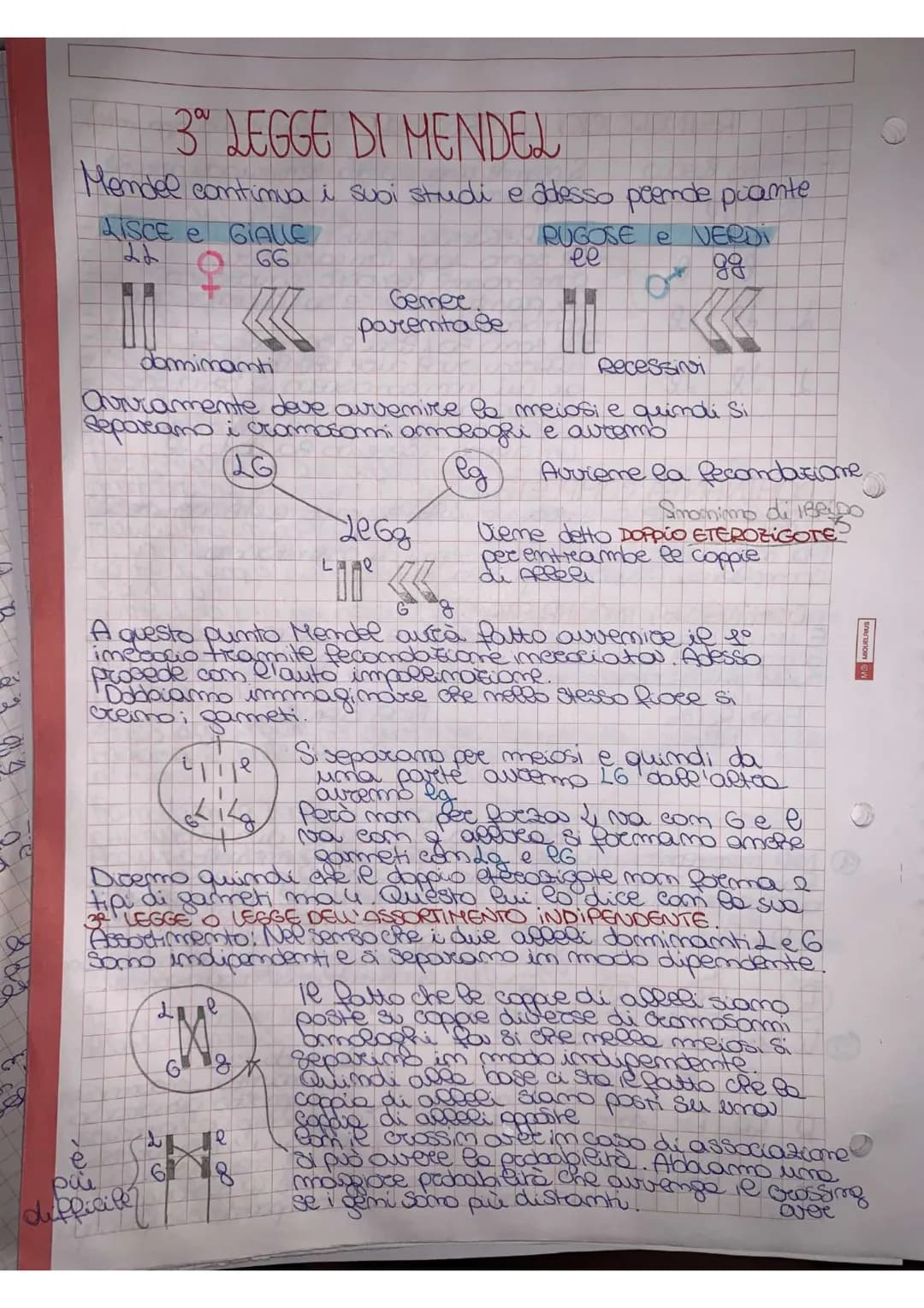 
<p>Mendel effettuò degli esperimenti utilizzando delle piante molto semplici, piante di piselli appartenenti alla specie di Pisum sativum. 