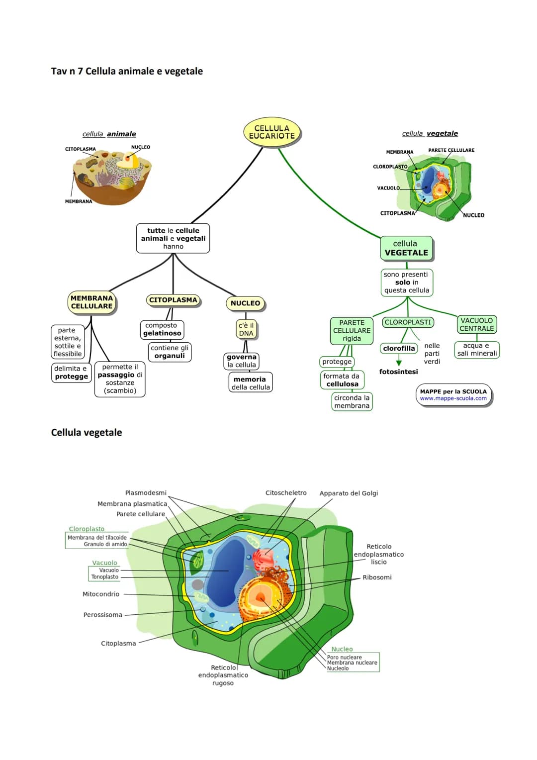 Tav n 7 Cellula animale e vegetale
cellula animale
CITOPLASMA
MEMBRANA
MEMBRANA
CELLULARE
parte
esterna,
sottile e
flessibile
Cellula vegeta
