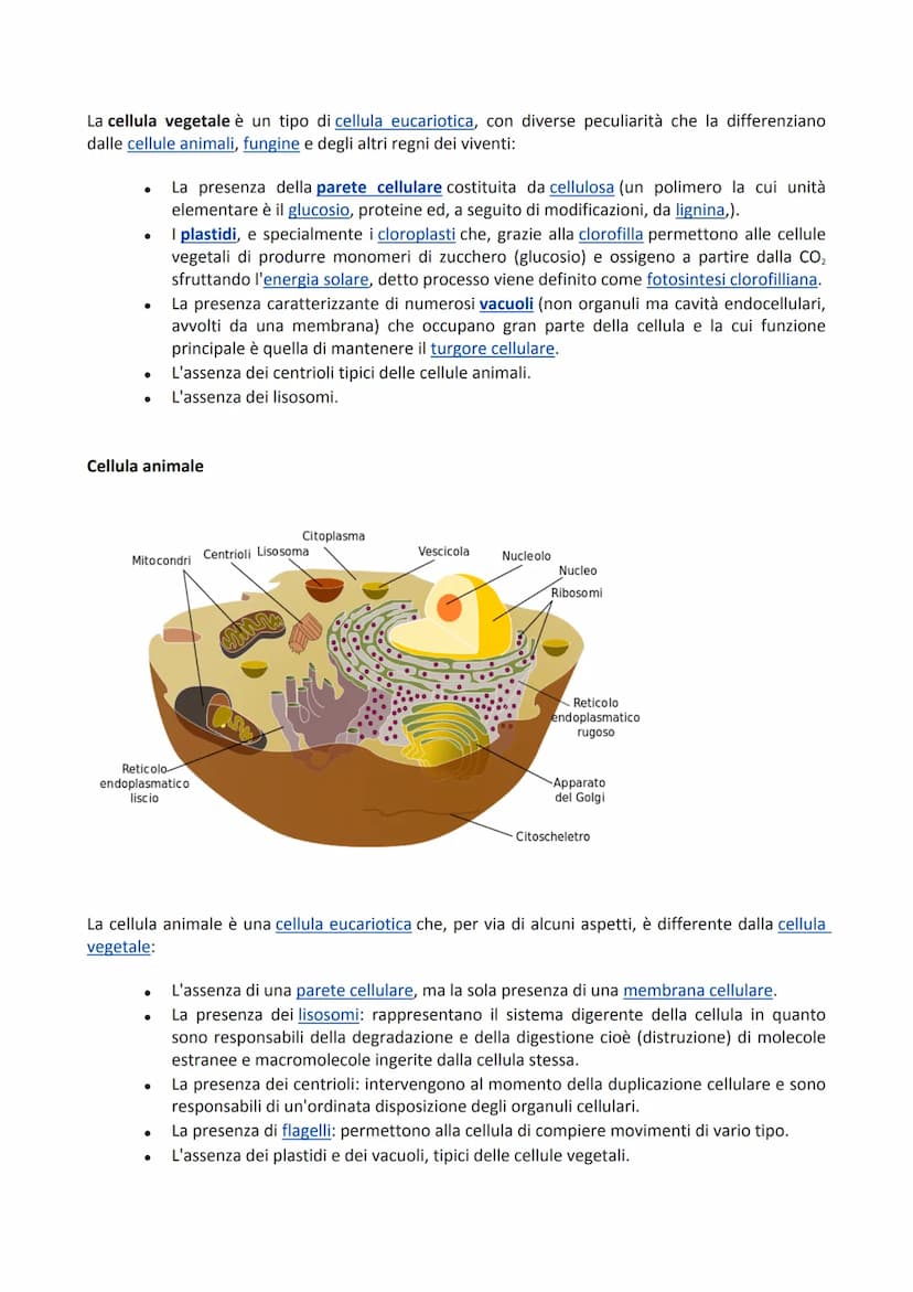 Tav n 7 Cellula animale e vegetale
cellula animale
CITOPLASMA
MEMBRANA
MEMBRANA
CELLULARE
parte
esterna,
sottile e
flessibile
Cellula vegeta
