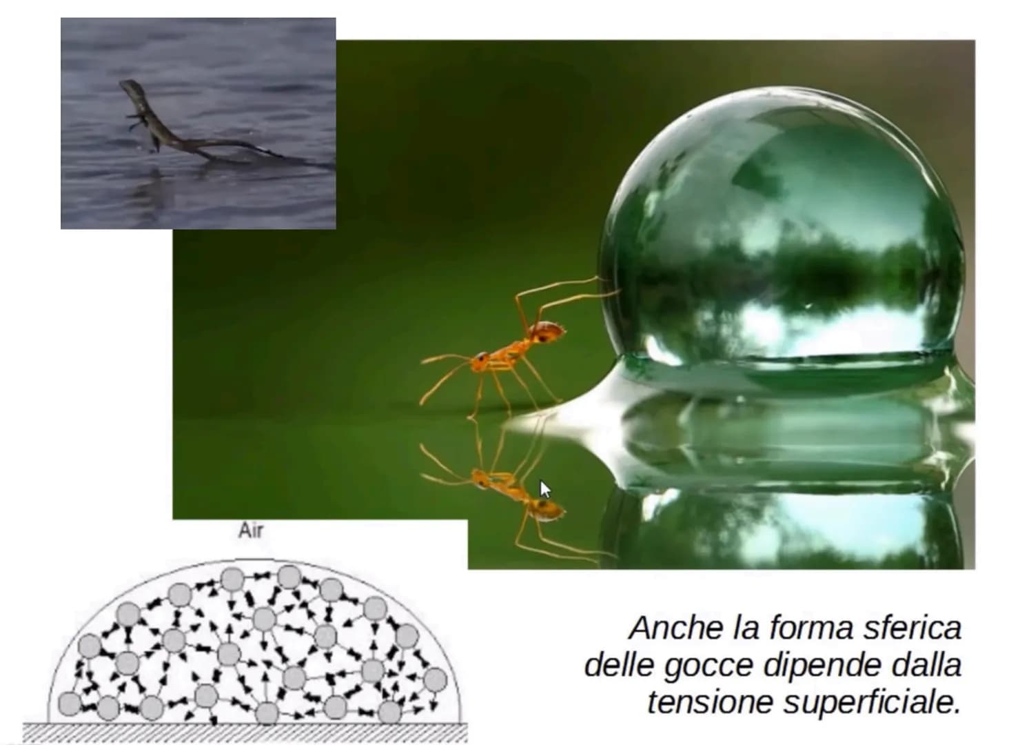 L'acqua: una molecola polare
Breve introduzione
La formula dell'acqua è H2O, ciò significa che la molecola di acqua è formata
da due atomi d