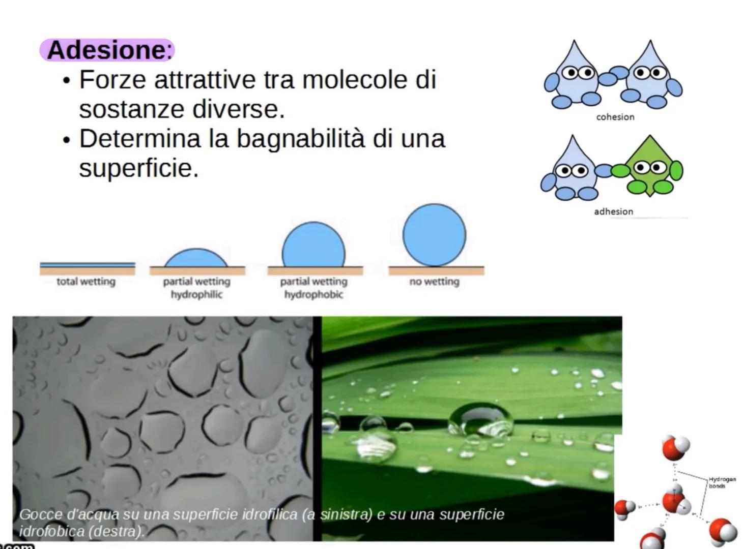 L'acqua: una molecola polare
Breve introduzione
La formula dell'acqua è H2O, ciò significa che la molecola di acqua è formata
da due atomi d