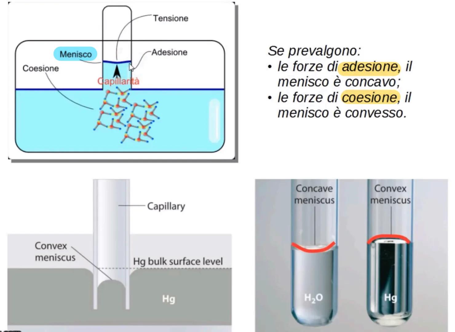 L'acqua: una molecola polare
Breve introduzione
La formula dell'acqua è H2O, ciò significa che la molecola di acqua è formata
da due atomi d