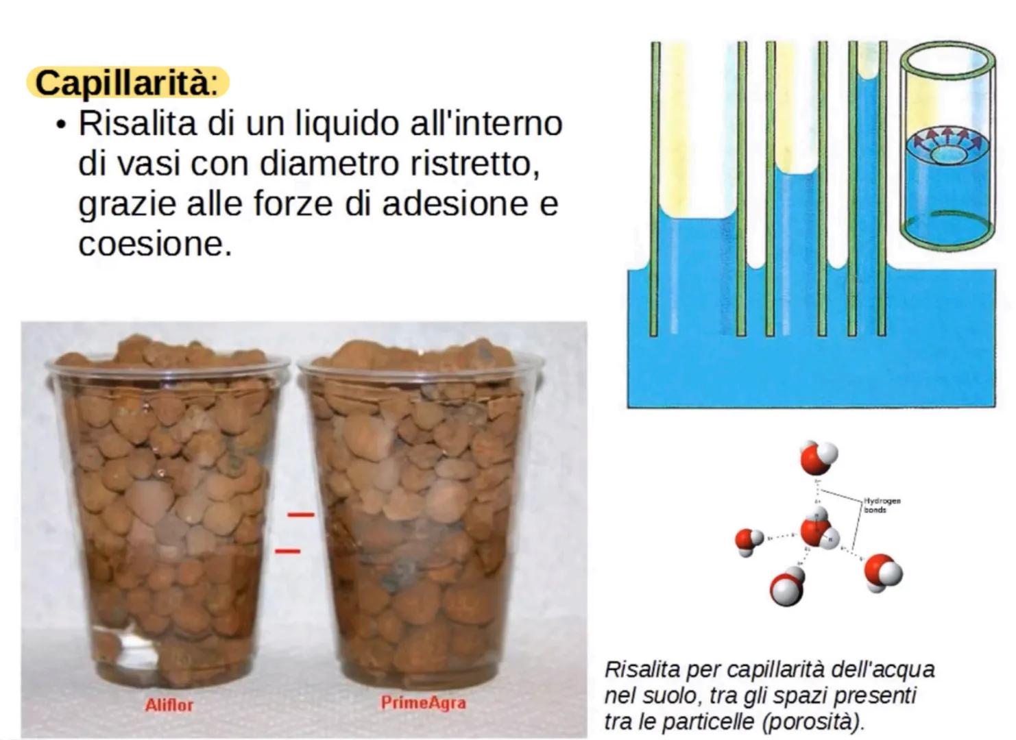 L'acqua: una molecola polare
Breve introduzione
La formula dell'acqua è H2O, ciò significa che la molecola di acqua è formata
da due atomi d