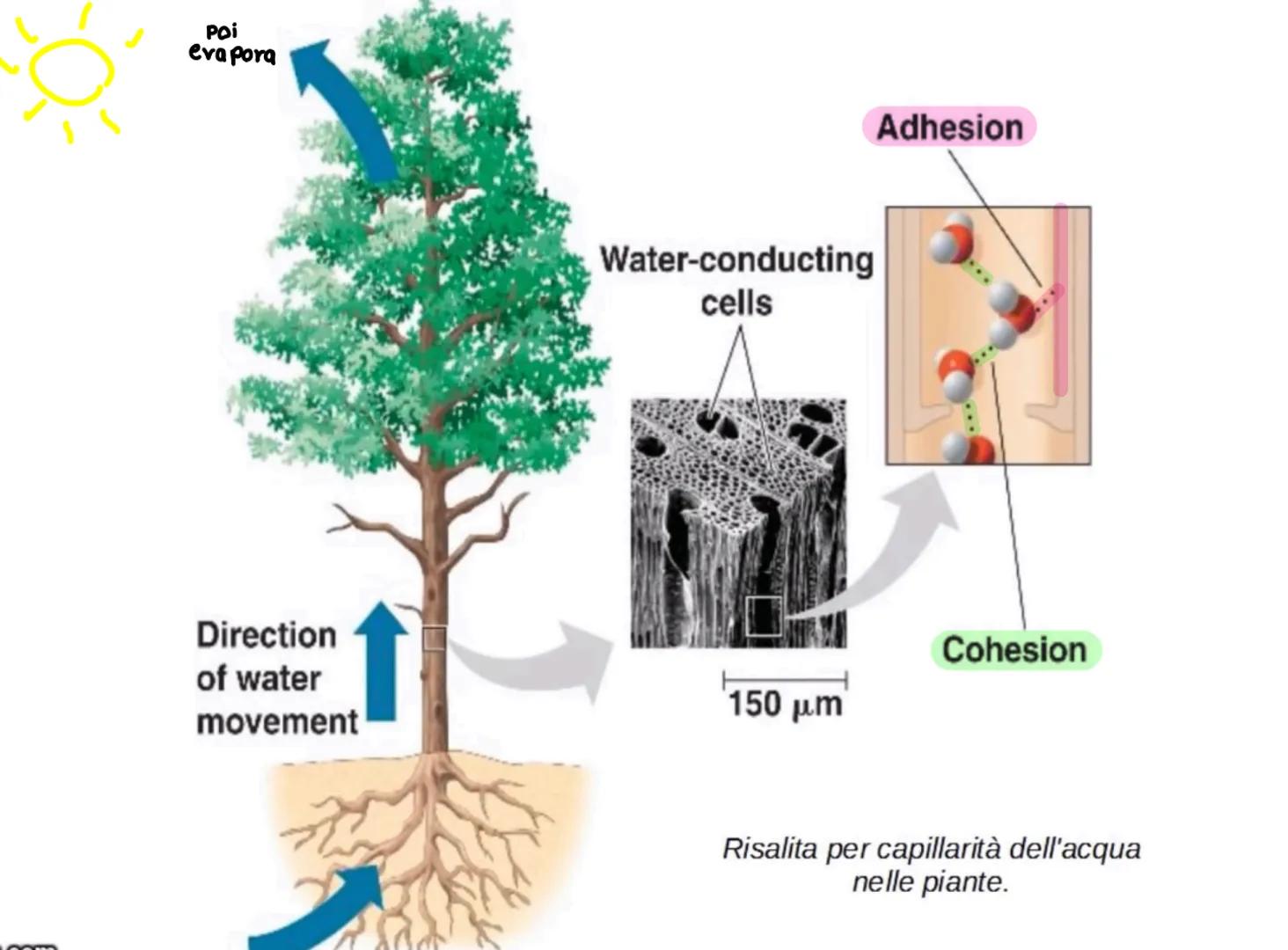 L'acqua: una molecola polare
Breve introduzione
La formula dell'acqua è H2O, ciò significa che la molecola di acqua è formata
da due atomi d