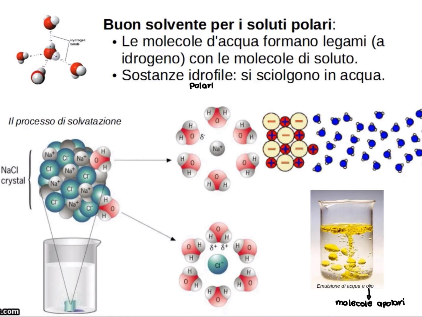 L'acqua: una molecola polare
Breve introduzione
La formula dell'acqua è H2O, ciò significa che la molecola di acqua è formata
da due atomi d