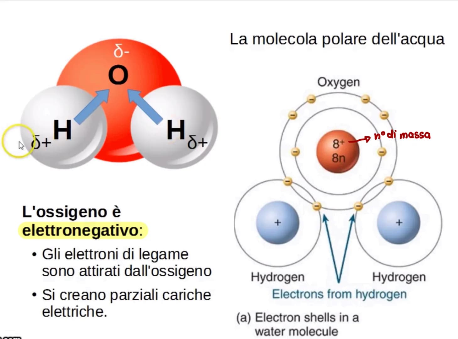 L'acqua: una molecola polare
Breve introduzione
La formula dell'acqua è H2O, ciò significa che la molecola di acqua è formata
da due atomi d