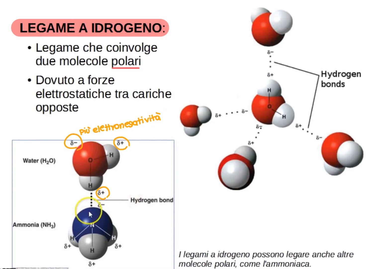 L'acqua: una molecola polare
Breve introduzione
La formula dell'acqua è H2O, ciò significa che la molecola di acqua è formata
da due atomi d