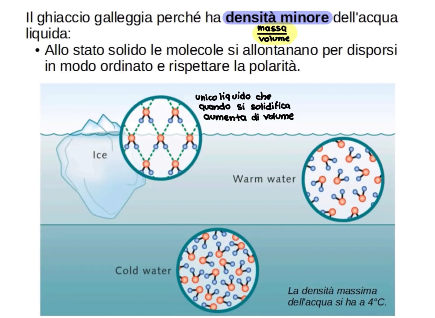 L'acqua: una molecola polare
Breve introduzione
La formula dell'acqua è H2O, ciò significa che la molecola di acqua è formata
da due atomi d