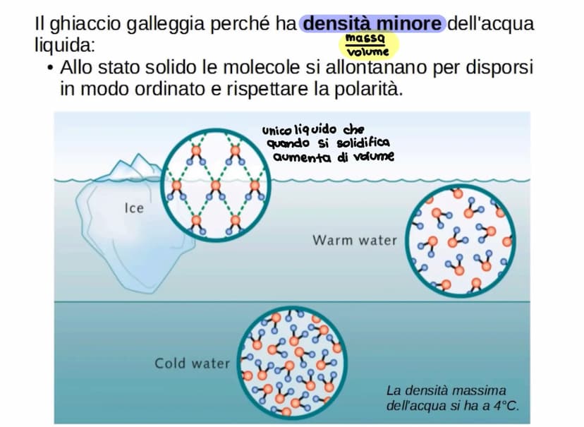 L'acqua: una molecola polare
Breve introduzione
La formula dell'acqua è H2O, ciò significa che la molecola di acqua è formata
da due atomi d