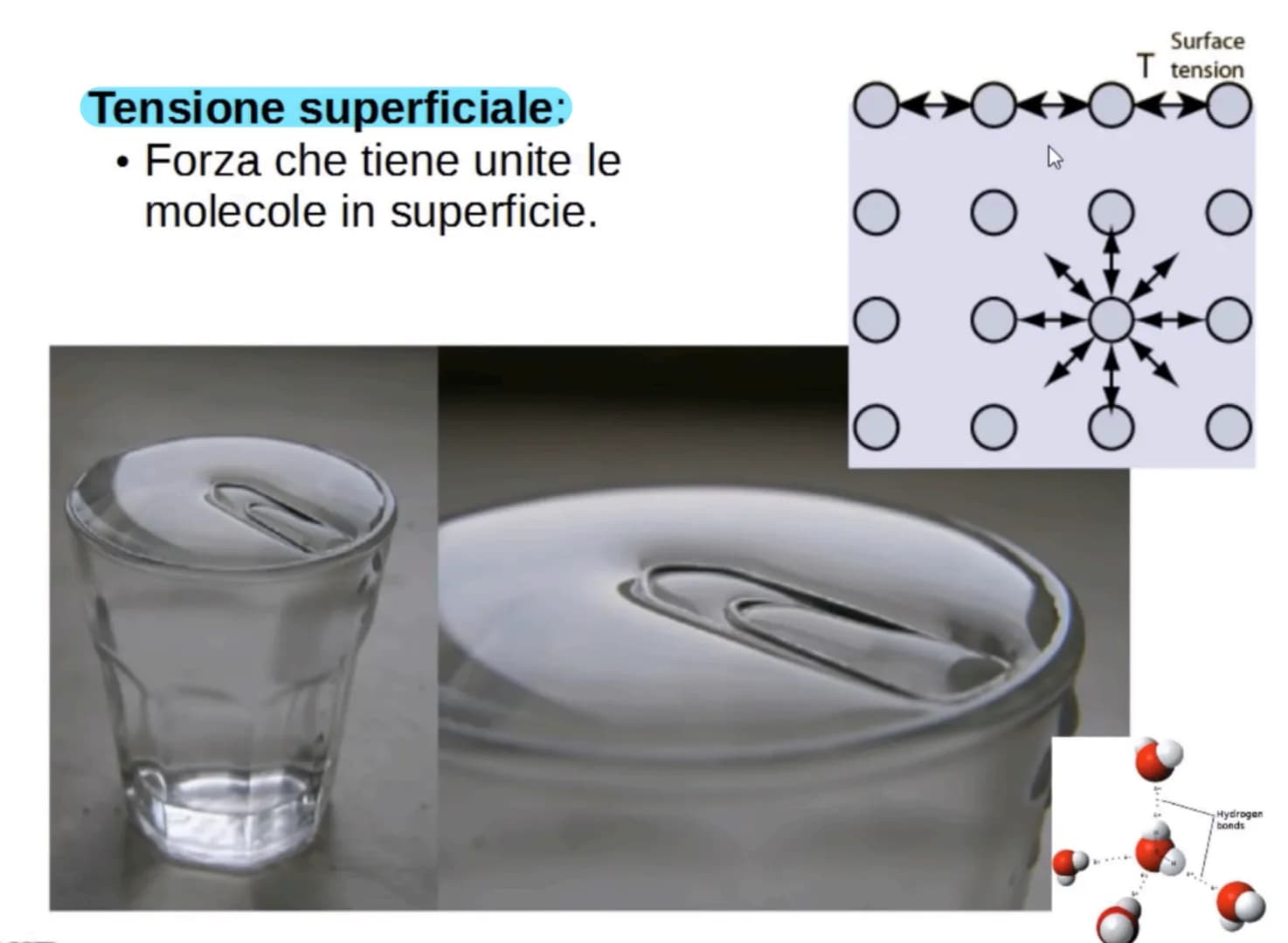 L'acqua: una molecola polare
Breve introduzione
La formula dell'acqua è H2O, ciò significa che la molecola di acqua è formata
da due atomi d