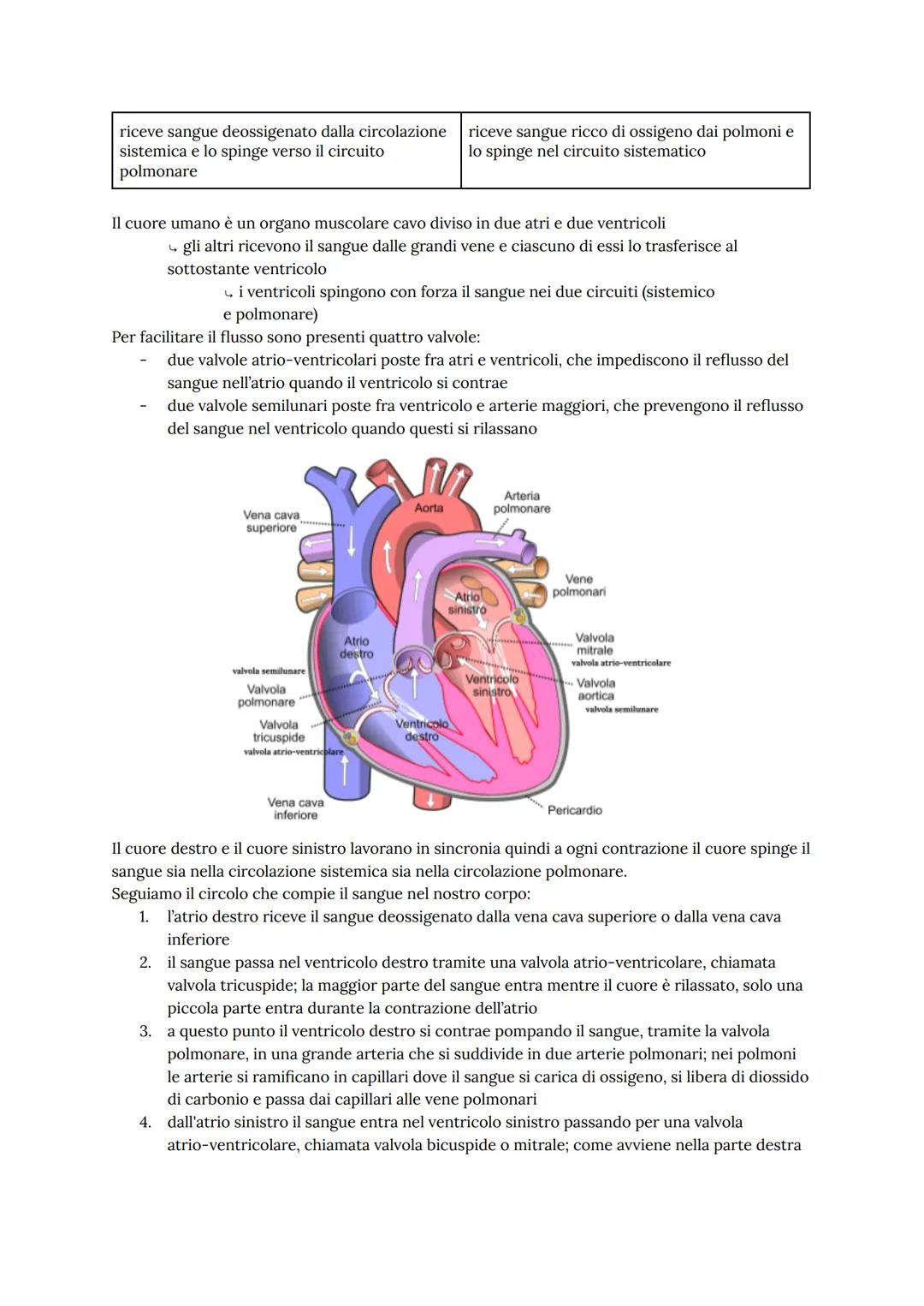 L'apparato cardiovascolare
L'apparato cardiovascolare trasporta nel sangue tutti i materiali da e verso tutte le regioni
corporee per assicu