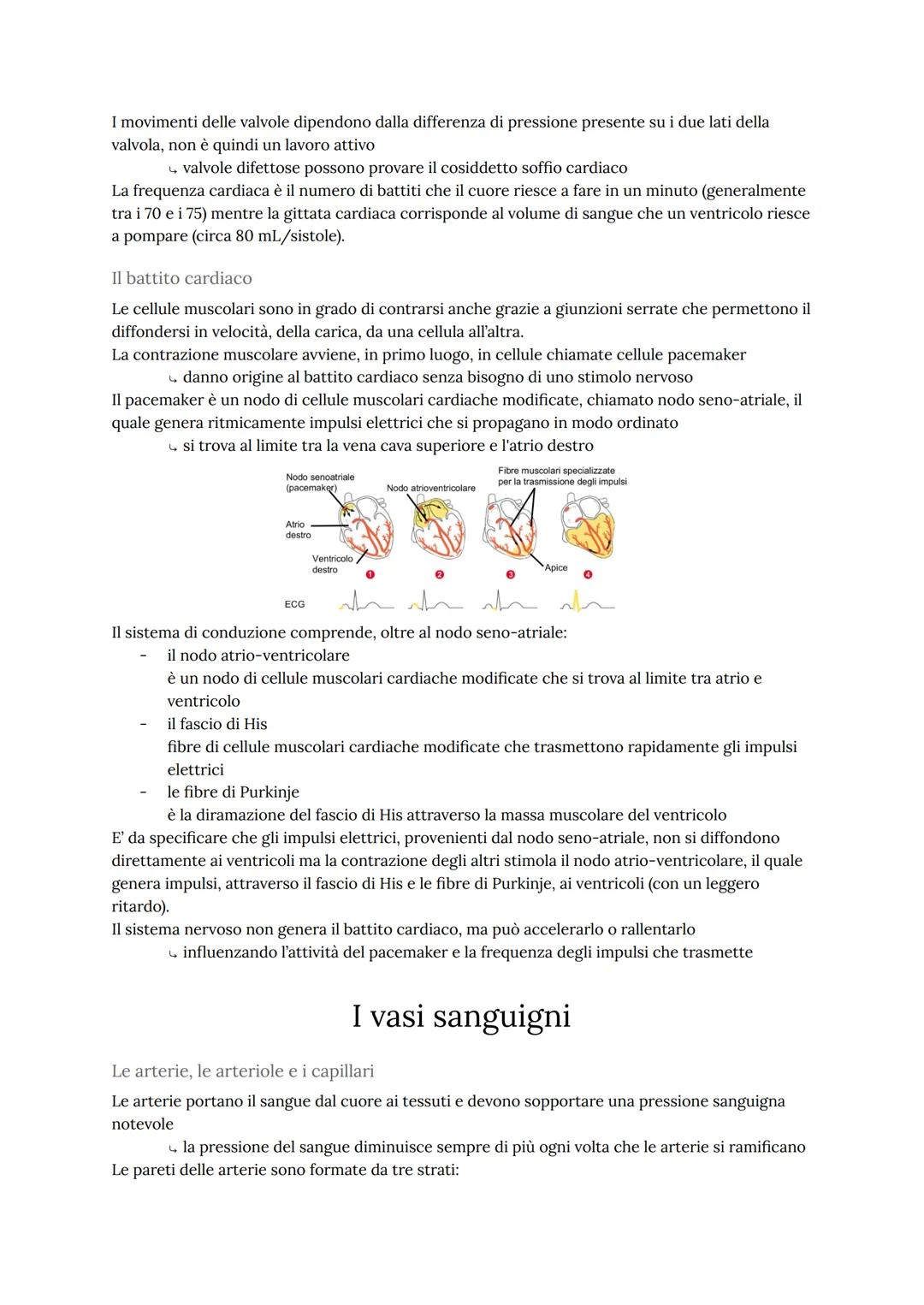 L'apparato cardiovascolare
L'apparato cardiovascolare trasporta nel sangue tutti i materiali da e verso tutte le regioni
corporee per assicu