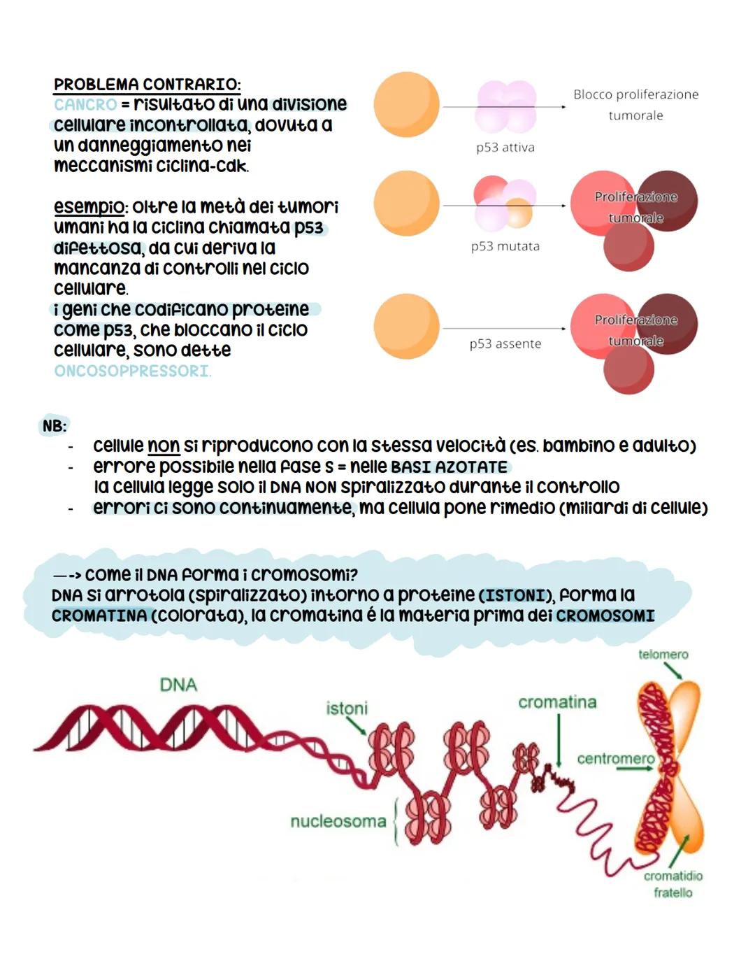 ciclo cellulare (cellrey encariote)
-> tempo che intercorre tra una
duplicazione e l'altra
Vita pre-MITOSI = INTERFASE (80% Vita)
(gameti si