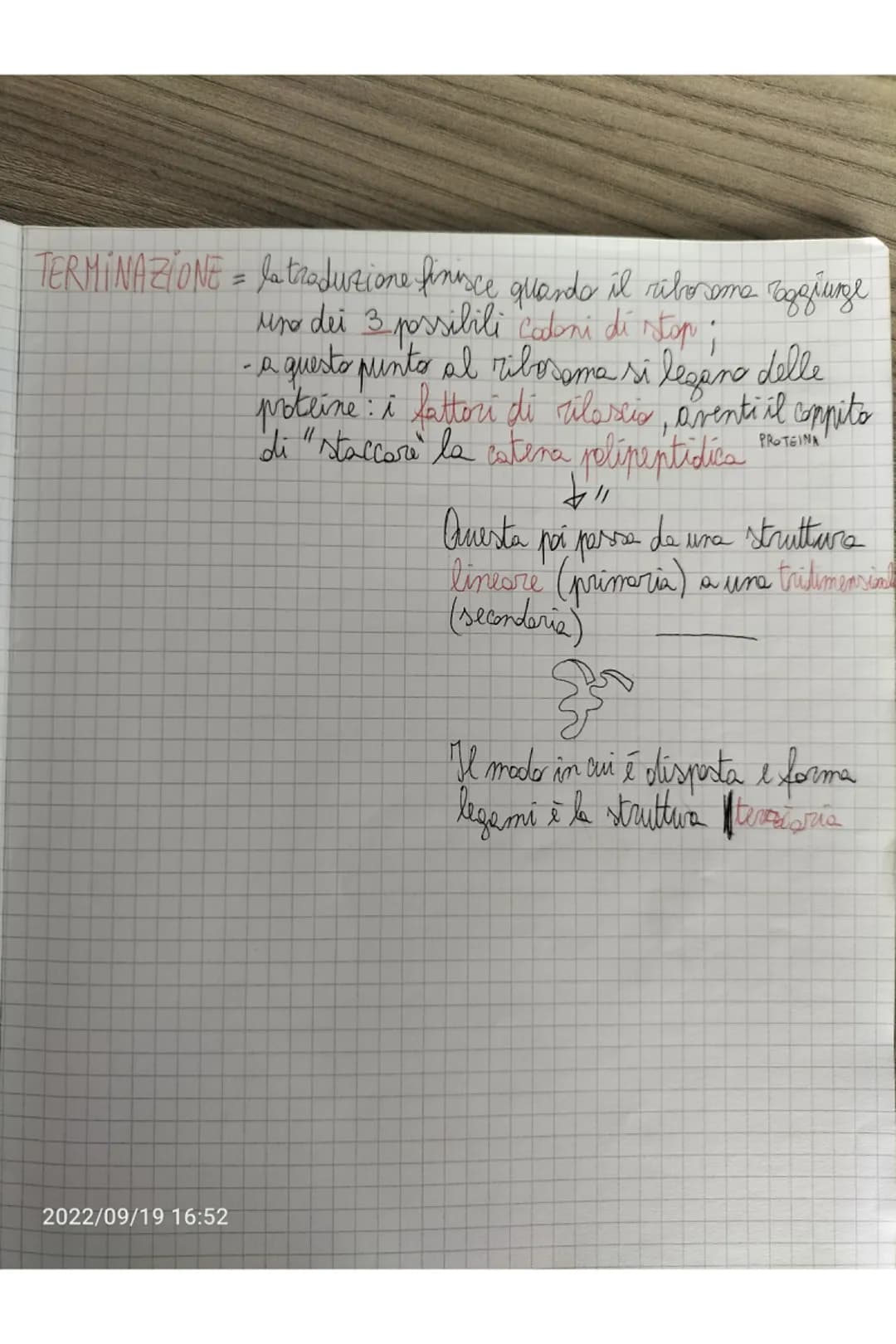 TERMINAZIONE = quando l'RNA plimerasi incontra delle sequente
di lasi dette sequenze d'arresto si stacca e
il nuoro filaments di RNA viene r