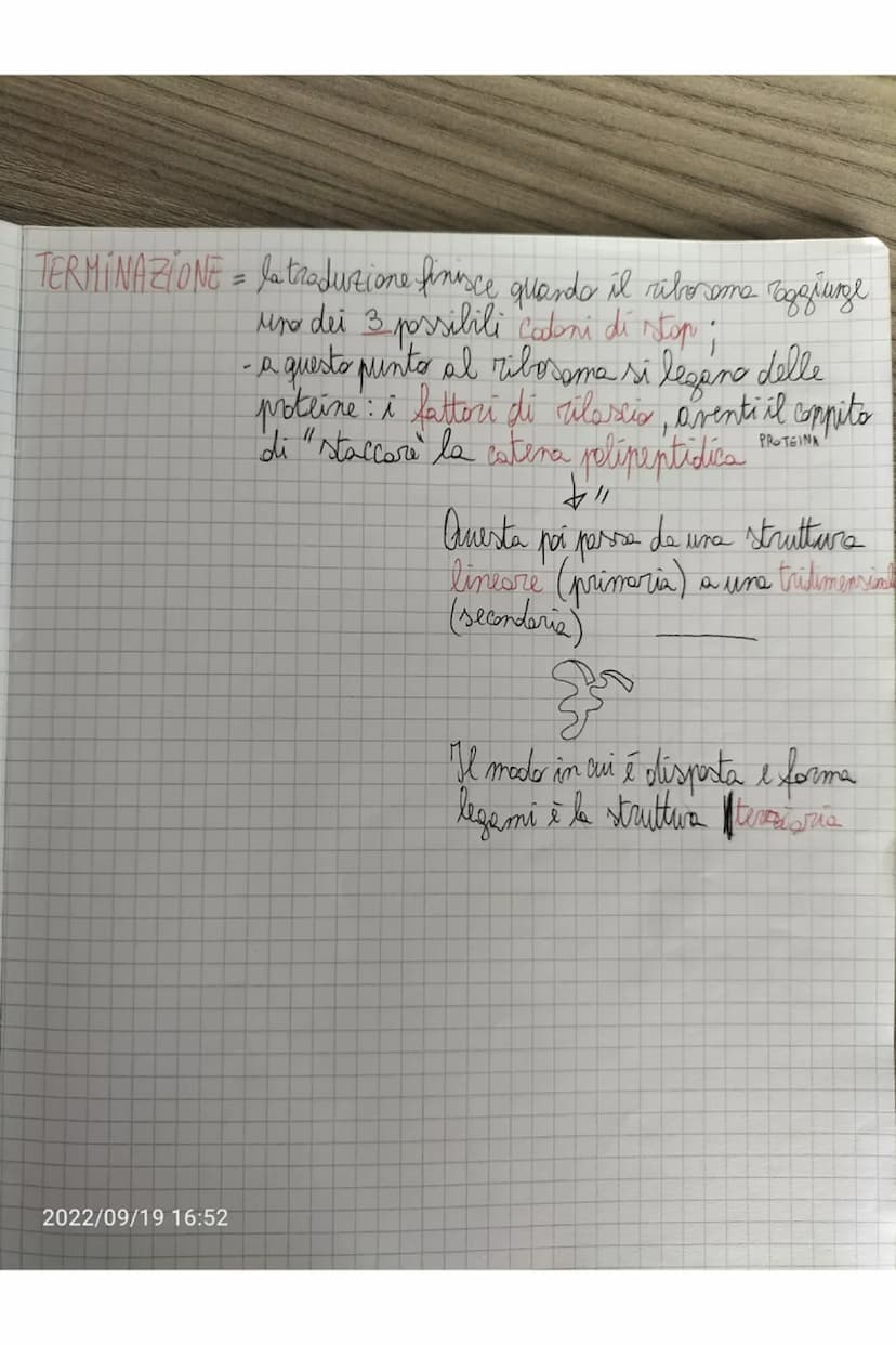 TERMINAZIONE = quando l'RNA plimerasi incontra delle sequente
di lasi dette sequenze d'arresto si stacca e
il nuoro filaments di RNA viene r