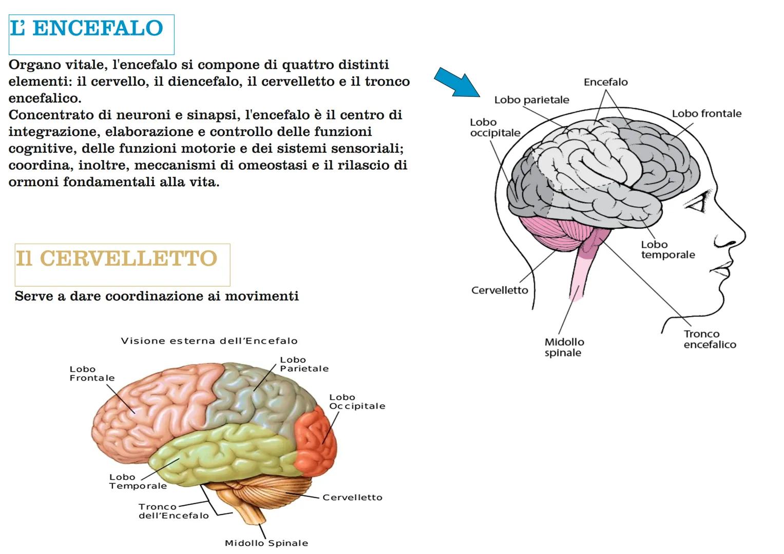 # II SISTEMA NERVOSO

Il sistema nervoso è formato dal cervello,
dal midollo spinale, dagli organi di senso e
da tutti i nervi che mettono i