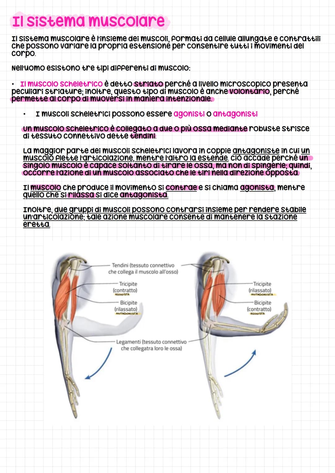 Il Sistema muscolare
Il Sistema muscolare è l'insieme dei muscoli, formati da cellule allungate e contrattili
che possono variare la propria