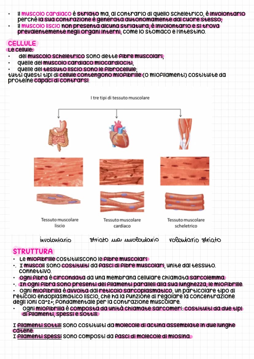 Il Sistema muscolare
Il Sistema muscolare è l'insieme dei muscoli, formati da cellule allungate e contrattili
che possono variare la propria