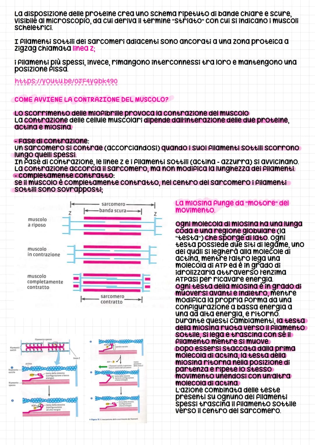 Il Sistema muscolare
Il Sistema muscolare è l'insieme dei muscoli, formati da cellule allungate e contrattili
che possono variare la propria