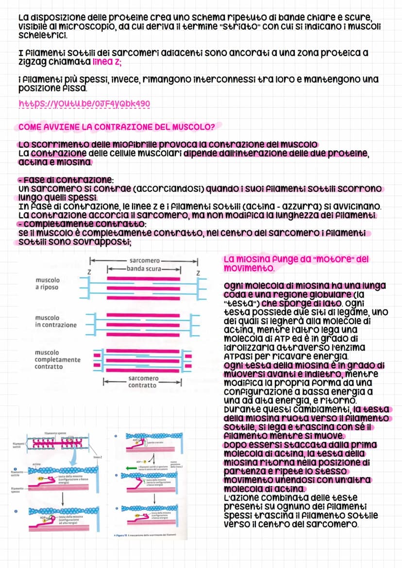Il Sistema muscolare
Il Sistema muscolare è l'insieme dei muscoli, formati da cellule allungate e contrattili
che possono variare la propria