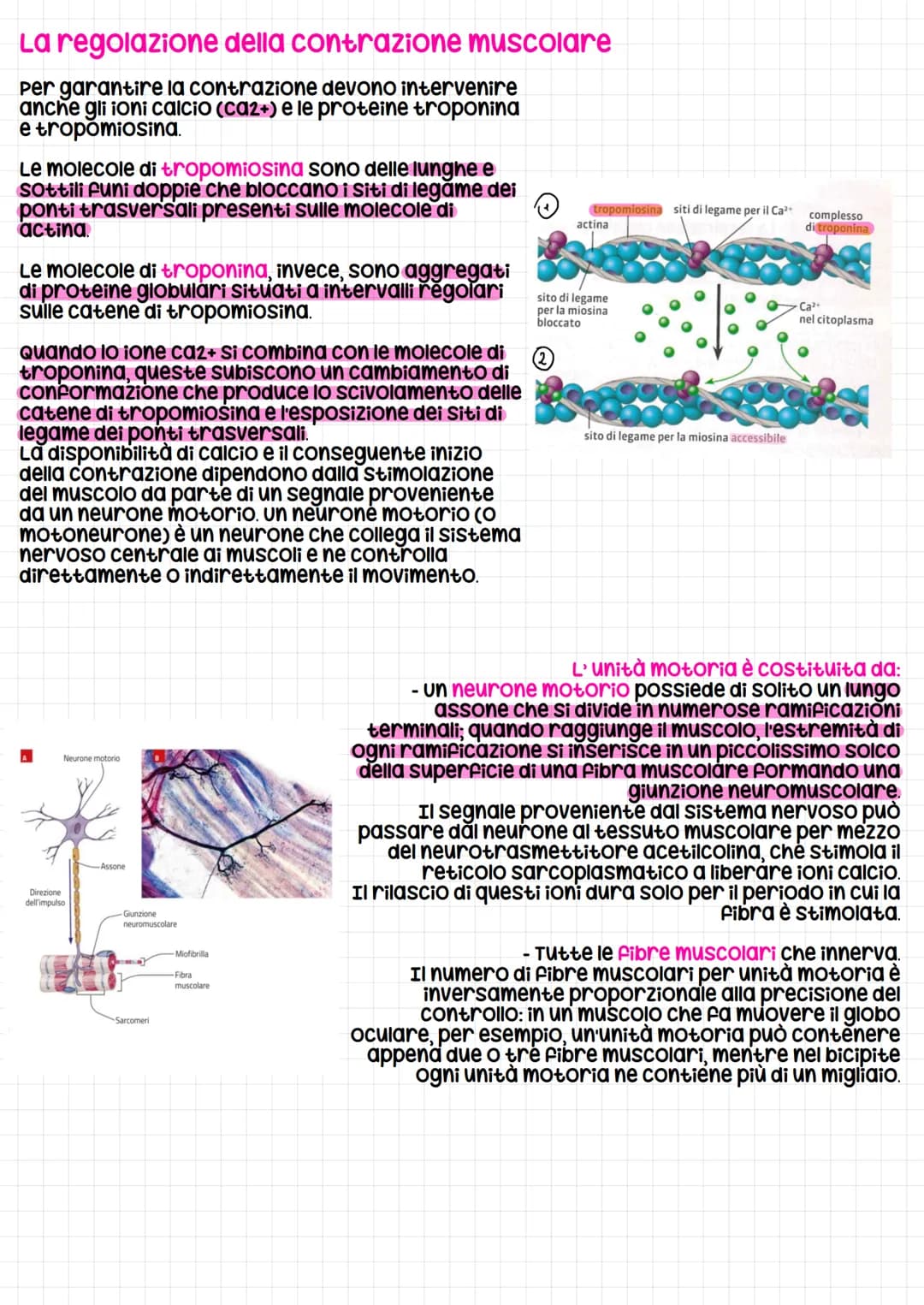 Il Sistema muscolare
Il Sistema muscolare è l'insieme dei muscoli, formati da cellule allungate e contrattili
che possono variare la propria