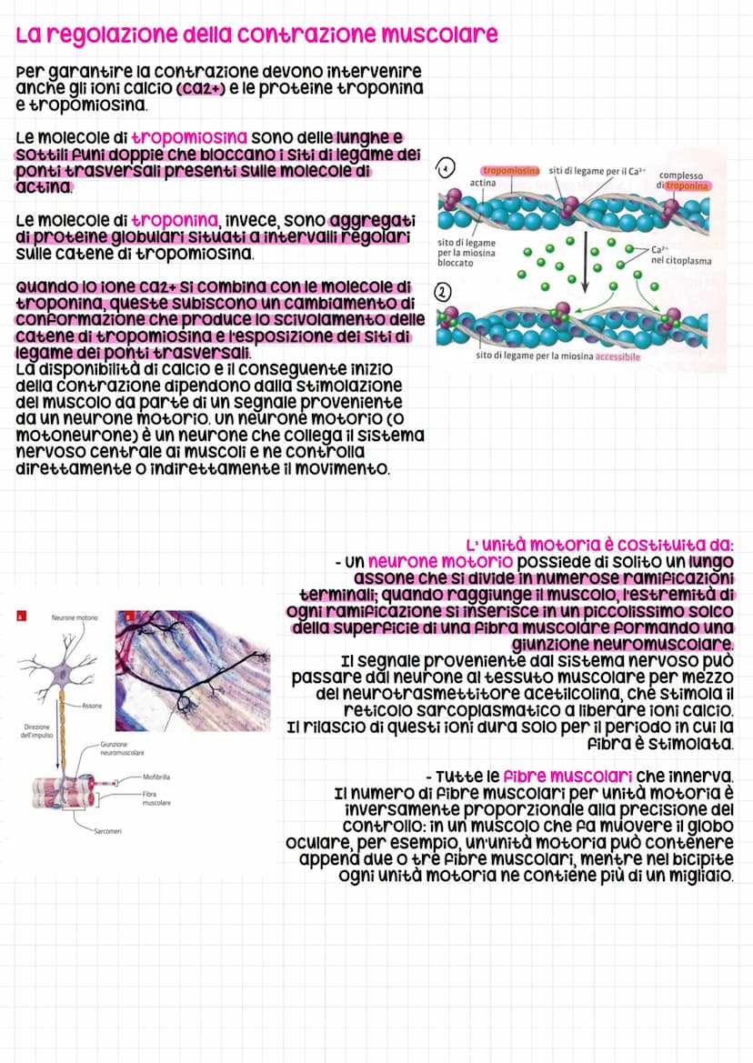 Il Sistema muscolare
Il Sistema muscolare è l'insieme dei muscoli, formati da cellule allungate e contrattili
che possono variare la propria
