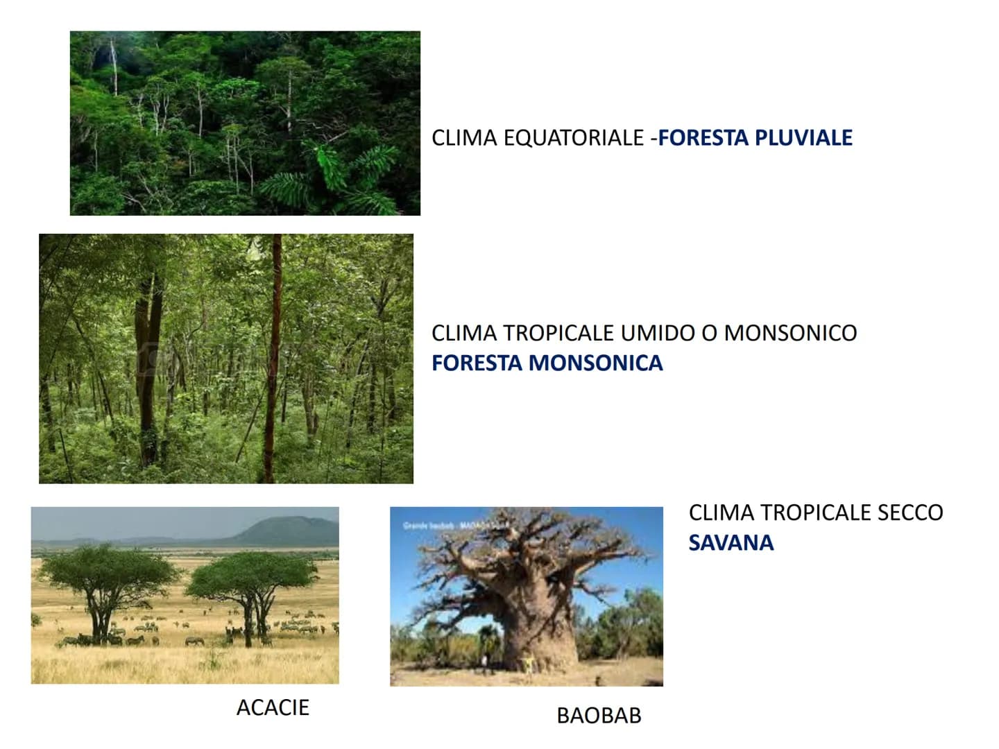 Il clima le fasce climatiche ed i relativi biomi 1. I climi del pianeta: le fasce climatiche
Nella Terra si distinguono in base alla latitud