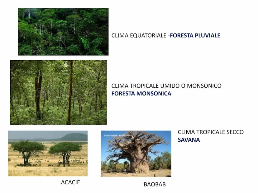 Il clima le fasce climatiche ed i relativi biomi 1. I climi del pianeta: le fasce climatiche
Nella Terra si distinguono in base alla latitud