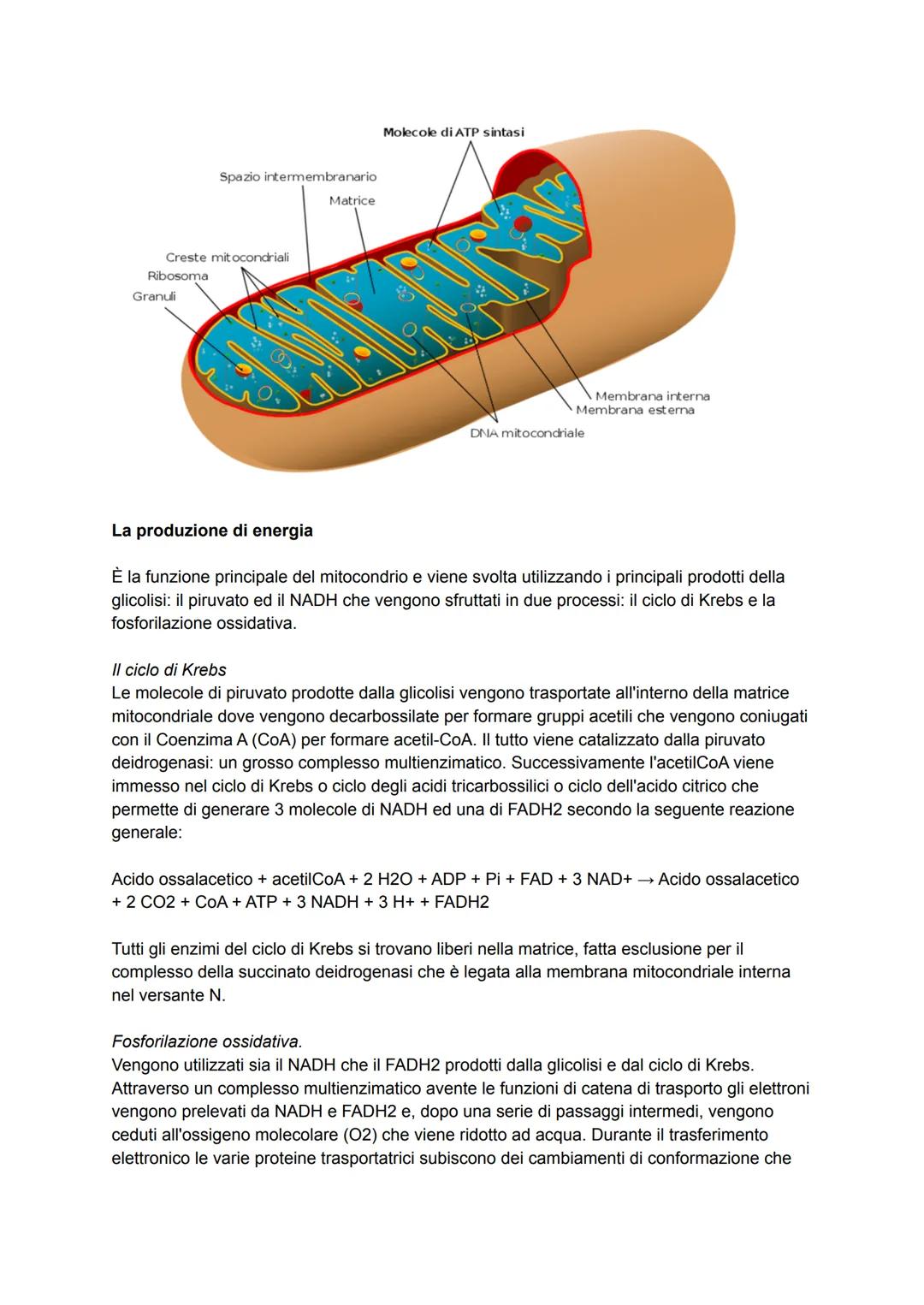 Alla scoperta del potere dei mitocondri
La cellula per svolgere le proprie funzioni necessita di energia, l'energia viene prodotta per
combu