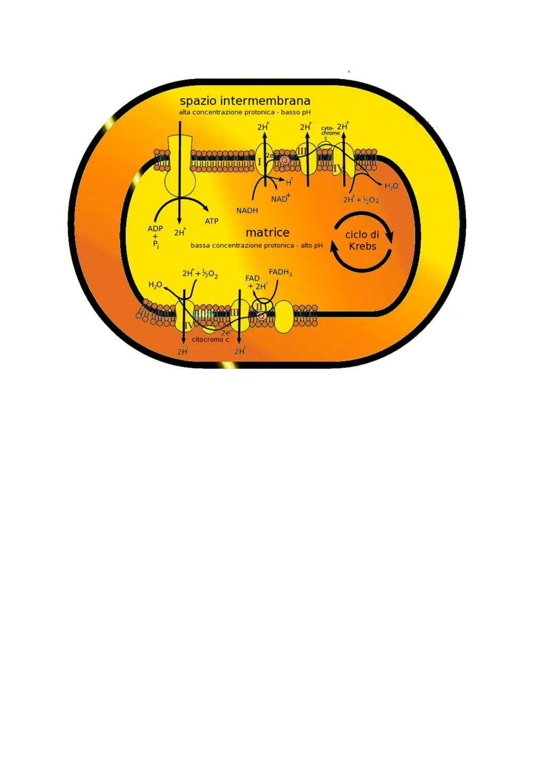 Alla scoperta del potere dei mitocondri
La cellula per svolgere le proprie funzioni necessita di energia, l'energia viene prodotta per
combu