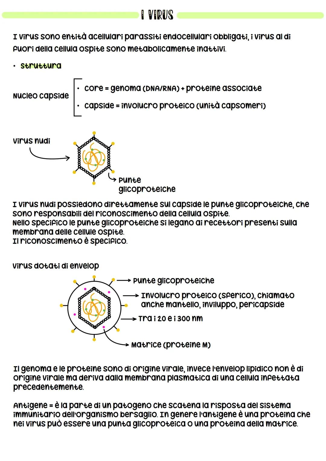 I VIRUS
I virus sono entità acellulari parassiti endocellulari obbligati, i virus al di
fuori della cellula ospite sono metabolicamente inat