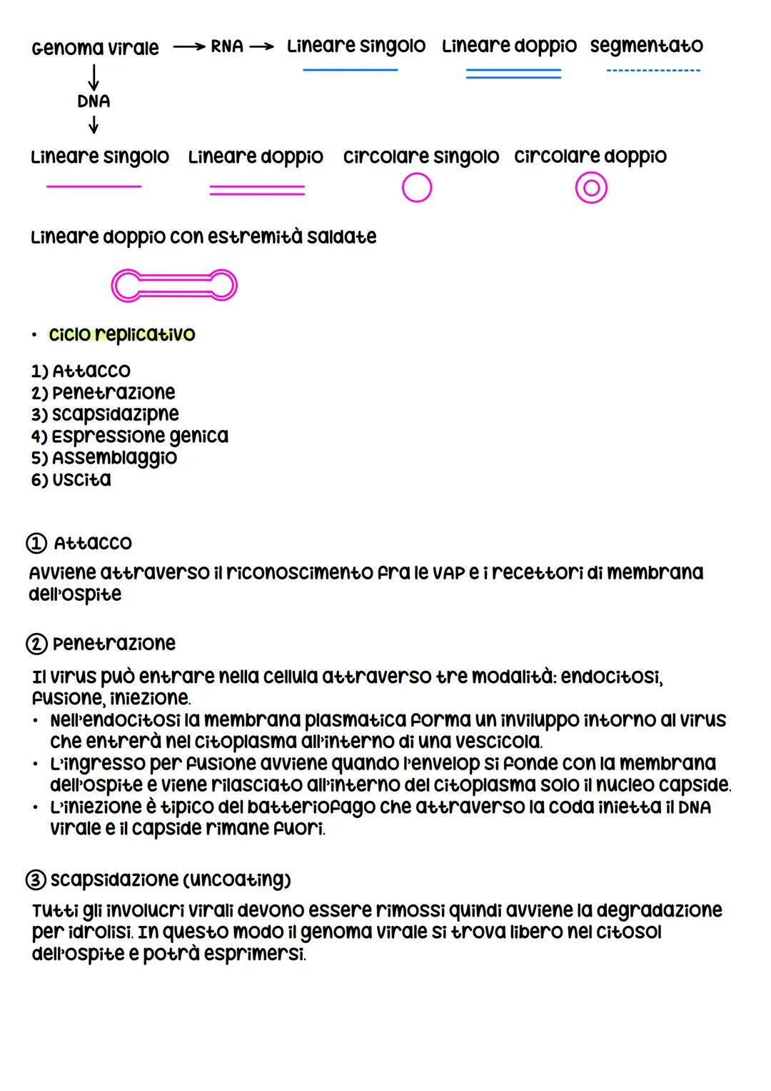 I VIRUS
I virus sono entità acellulari parassiti endocellulari obbligati, i virus al di
fuori della cellula ospite sono metabolicamente inat