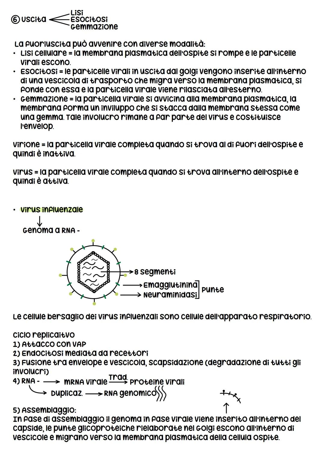 I VIRUS
I virus sono entità acellulari parassiti endocellulari obbligati, i virus al di
fuori della cellula ospite sono metabolicamente inat