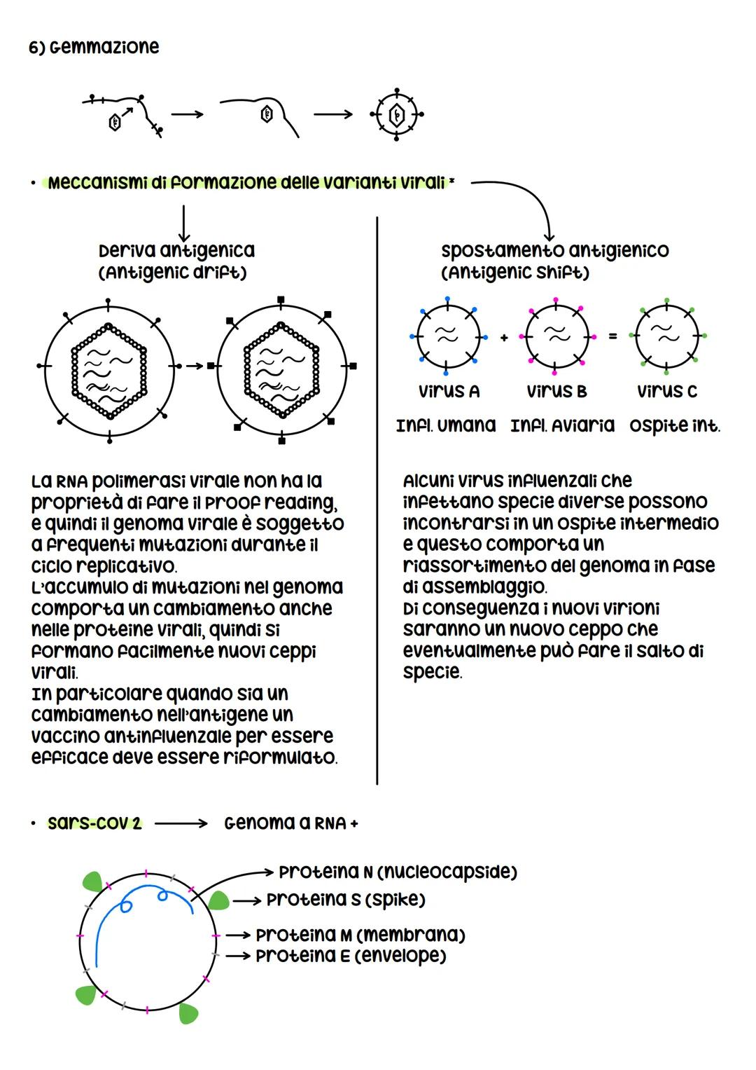 I VIRUS
I virus sono entità acellulari parassiti endocellulari obbligati, i virus al di
fuori della cellula ospite sono metabolicamente inat